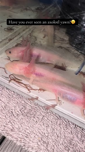 Axolotl Yawns: A Rare and Adorable Moment