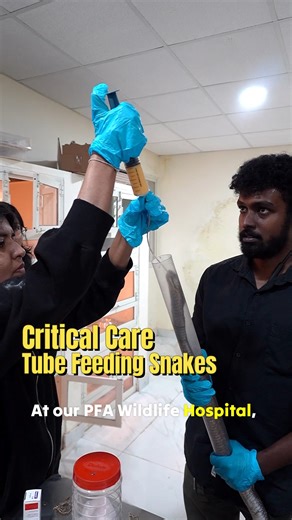 PfA Wildlife Hospital on Instagram: "When rescued snakes are too weak or injured to feed on their own, tube feeding becomes a critical part of their recovery. This carefully monitored process helps provide essential nutrition, supports healing, and stabilises the animal until it regains strength. Along with medical treatment, temperature- and humidity-controlled enclosures, and proper UV lighting, every step of care is focused on recovery and eventual release back into the wild. If you see a wil