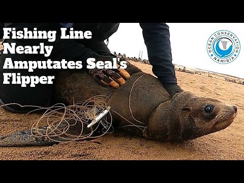 Fishing Line Nearly Amputates Seal's Flipper