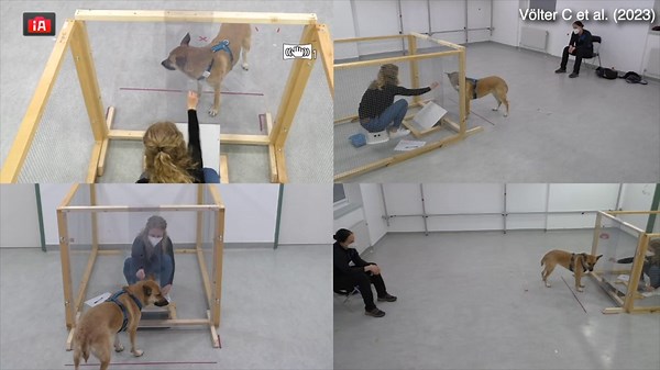 Experiment filmed tracks and evaluate dog's reactions to differ human intentions