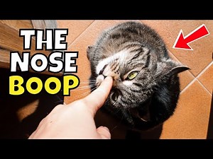 If Your Cat Lets You Boop Their Nose, This is What it Means