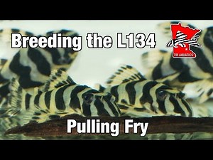 Pulling a Cave Full of L134 Pleco Fry