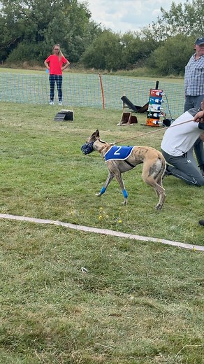 Huge congratulations to Trevlyn’s Diamond on winning Supreme Scratch Racing Champion for the second year running at this year’s British Championships! 🏆With 23 adult scratch dogs competing across the 36lb, 45lb & 55lb classes, the standard was incredibly high – but Trevlyn’s Diamond once again proved why he’s such a phenomenal competitor.👏 A special mention also goes to Come Ma Lady, who secured her 4th win in the 36lb scratch class, equalling the record set by Son of a Bitch some 24 years ago