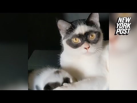 Kitten born with same ‘Zorro’ mask as her father 🐱 | New York Post