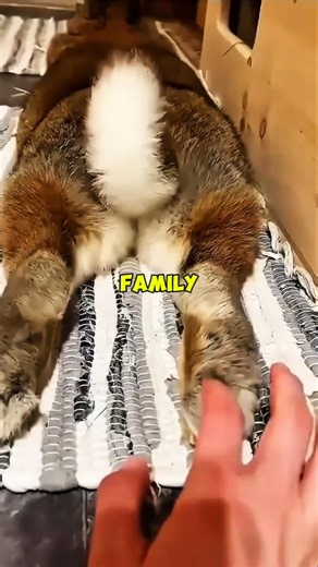 Tiny Life Forever Family Found #shorts #usa