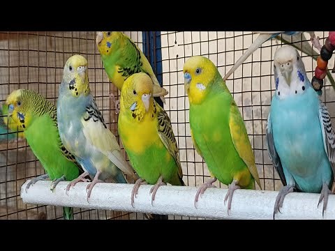 4 Hr Happy Parakeets Singing Eating Playing, Budgies Chirping. Reduce Stress of lonely Birds Videos