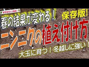 ニンニクの植え付け方を完全解説！失敗しない種球の植え方と秋から冬にやるべきニンニク栽培管理（種球の選び方・植え付け時期・水やり・追肥まで）
