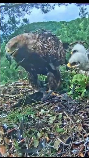 eagle plucking crow feathers #birds #wildlife