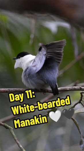 Check out the incredible White-bearded Manakin! 🌿 This South American bird is famous for its complex dance and song displays, known as leks. Males make a unique snap sound with their wings to attract olive-colored females. 🌸 Watch this amazing display and help raise awareness about birding and conservation. Comment and share to spread the word! 🐦✨ #Birding #Conservation #SouthAmerica #BirdWatching #NatureLovers #birds #birdwatching #ornithology #uniquebirds #birdtok