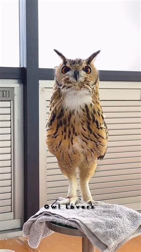 Bueatiful sound🦉🌺 #owl | Owl Lovers