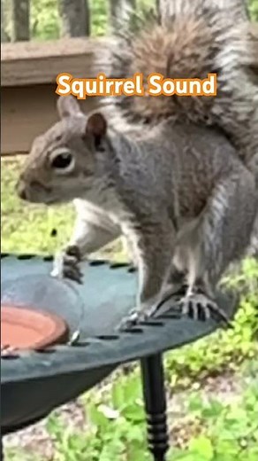 Funny Squirrel Sound is FURIOUS #shorts, #asmr, #soundeffect,