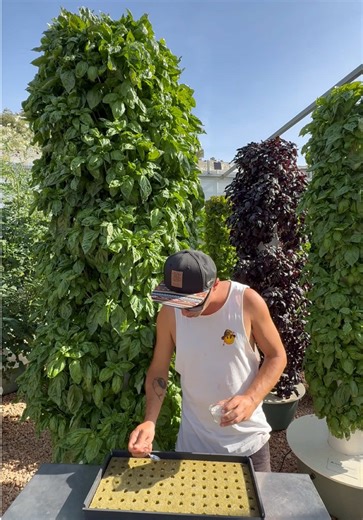 Growing basil on aeroponic towers starts by soaking agricultural rock wool in water for about 20 minutes. Fresh rock wool tends to have a naturally high pH, so soaking it helps stabilize the substrate and create better conditions for seed germination. After sowing the seeds, we add a light layer of vermiculite on top. This naturally occurring mineral has an excellent air-to-water ratio, helping improve germination rates while protecting the seeds during those critical early days. Strong crops al