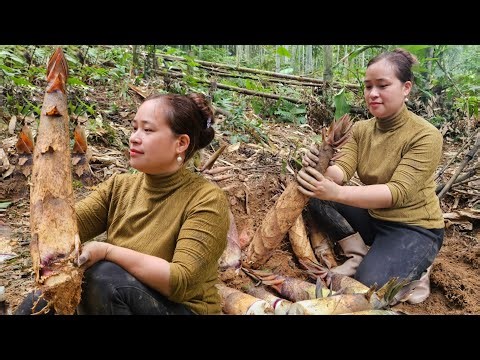 Harvesting Bamboo Shoots - Sour Fermentation Process - Make Steamed Cakes