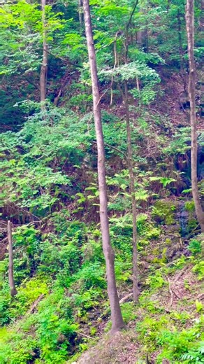 Where is this Florida Paradise? #hiking #natureexploration #sinkhole