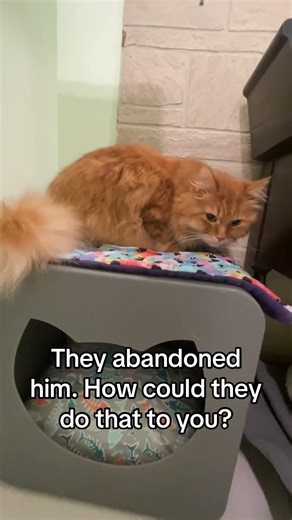 Spoiled Orange Cat Is Pouting