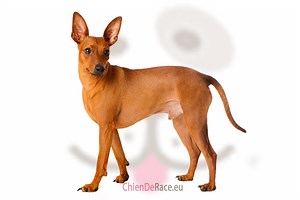 Le Pinscher nain : caractère, qualités & défauts de ce chien