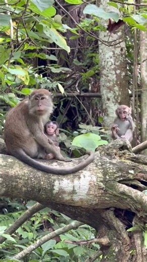 Sumatran monkey . Long tail Macak
