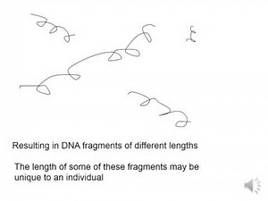 Genetic profiling WJEC 7.1