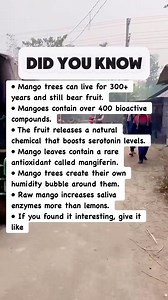 Mango Facts You Never Knew #facts | Mahidah