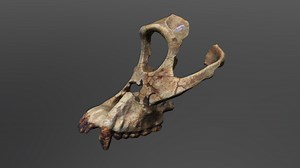Sivapithecus indicus Cranium - 3D model by UCFanthropology