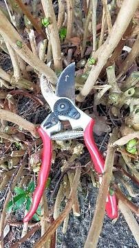 Hortensia wanneer hoe snoeien stekken vermeerderen splitsen verplanten voorbeeld zelf kweken hobby