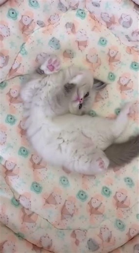 Ragdoll Baby Rolling Around Like a Marshmallow 🍡🐱😂