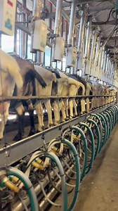67K views · 1.5K reactions | “Exploring the innovative goat farming milking system in the Netherlands!  Fascinating technology ensuring efficiency and animal comfort. #GoatFarming #AgricultureInnovation #NetherlandsFarming” | ANAN dairy farm | Facebook