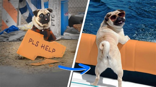 Homeless dog transforms dramatically in touching video