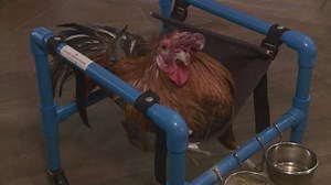 Rescue chicken using therapy wheelchair to learn to walk again