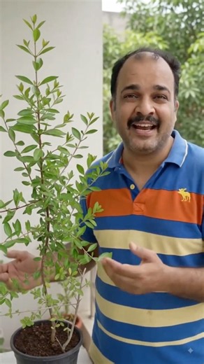 Mehendi plant 🌿 Lawsonia inermis—nature’s beautiful traditional source of henna. ❤️