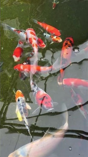 Koi swimming. Song: Under the Sea from The Little Mermaid. #fish #koifish #marinelife #sea #water