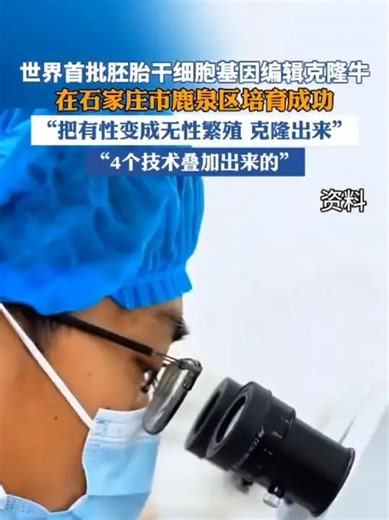 世界首批胚胎干细胞基因编辑克隆牛在石家庄市鹿泉区培育成功_腾讯新闻
