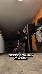 Lucky's first real training session 💖 #luckythecat #kitten #cattraining #catobedience #obediencetraining #greykitten #kittentraining #catoftheday #pots #trainingwithpots #nolongerstray #cutecat | Raw Fed Kitties