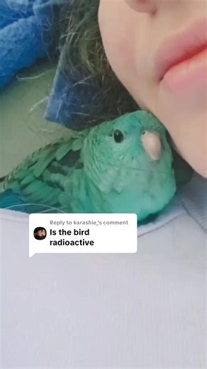Replying to @karashie_ yes #parrotsoftiktok #lineolatedparakeet #radioactive #parrot #cute