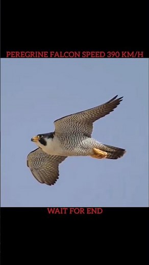 Top 3 Fastest Animals in the World #fastestanimals #fastestbirds #trending #shorts