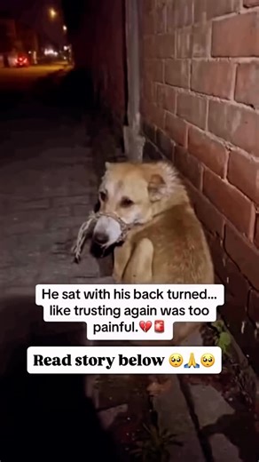Fancy pets rescue on Instagram: "I found him sitting against the brick wall, his body curled inward, back turned like trust was something too painful to try again. The rope around his muzzle was frayed and tight, rubbing against his skin. He didn’t run when I approached. He didn’t growl. He just stayed still, like he’d learned that movement only made things worse. 😔 When he finally looked back over his shoulder, his eyes weren’t angry or scared—just tired. The kind of tired that comes af