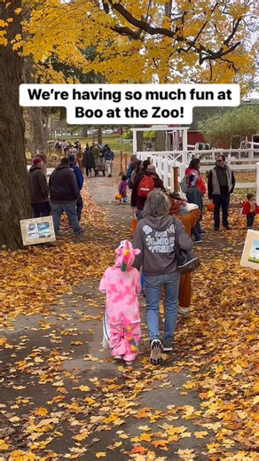 It’s a great day for Boo at the Zoo!! We’re here until 3 today, then we will do it all over tomorrow from 10-3! 🎃👻🐾 | Zoo New York