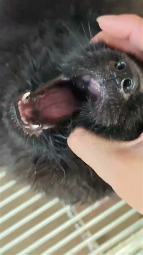 Thick fur and tiny steps make this pup impossible to ignore