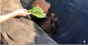 Cincinnati Zoo offers free weekly virtual safaris to educators