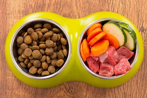 Homemade vs. store-bought: A dog food comparison