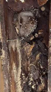 A 200-Year-Old Baby's Coffin Found Remarkably Preserved