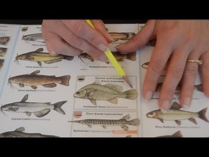 Asmr - Fishing Handbook and Identification Guide - Softly Spoken