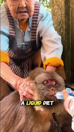The wholesome secret behind this viral monkey🥺