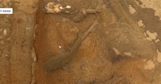 Mystery of dead Leopard Sharks sparks outrage in La Jolla