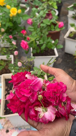 Desi Gulab Hard Pruning 🌹100%Double Flowering Secret | Rose Care Tips Hindi#amsr #gardening#shorts