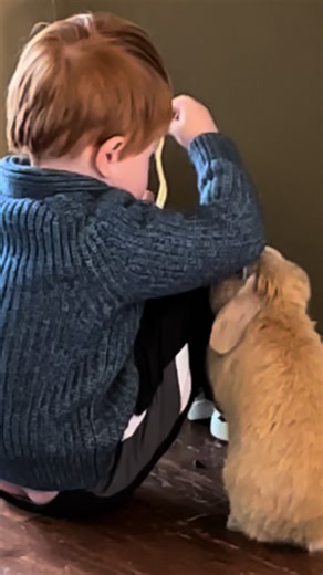 It’s a misconception that children and bunnies don’t mix well due to assumed lack of gentleness. In truth, all mammals, regardless of age, require training and socialization for harmonious cohabitation. When integrating rabbits into human habitats, it’s crucial to educate and train everyone on proper interaction. Children can learn empathy and responsibility through gentle handling and understanding rabbit behavior. Supervision is paramount to ensure mutual respect and safety between children an