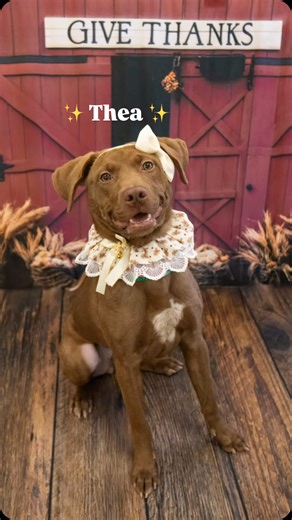 Meet Thea — the little wiggle machine who’s been politely asking, “Hey… is it my turn to go home yet?” 💛🐾 This sweet girl is the full package: loose-leash walker, treat-taking pro, attention-seeker extraordinaire, and certified “ignore the drama” queen when passing other dogs. She loves people, loves checking in, and loves being told she’s a good girl (because she is). She can startle a bit at new noises, but with gentle reassurance she’s right back to tip-tapping her happy dance and giving th