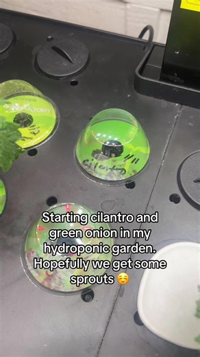 Growing Cilantro and Green Onions in Hydroponic Garden