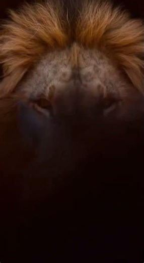 Crazy and funny animals.クレイジーで笑える動物 Unbelievable pet tricks #animals #pets #funny