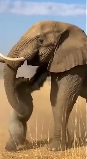 Elephant vs. Gorilla - The Ultimate Battle